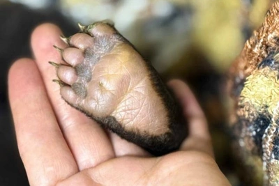 Медвежонка спасли в Красноярском крае после падения дерева на берлогу