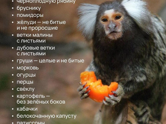 Кабачки и желуди примут в зоопарке | 178.ru