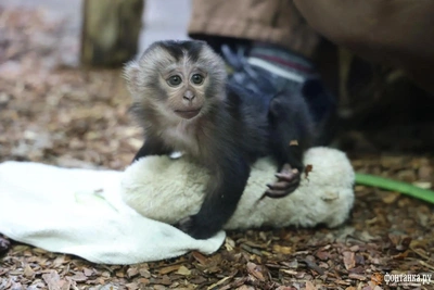 Малышка вандеру и ее грелка-варежка в зоопарке