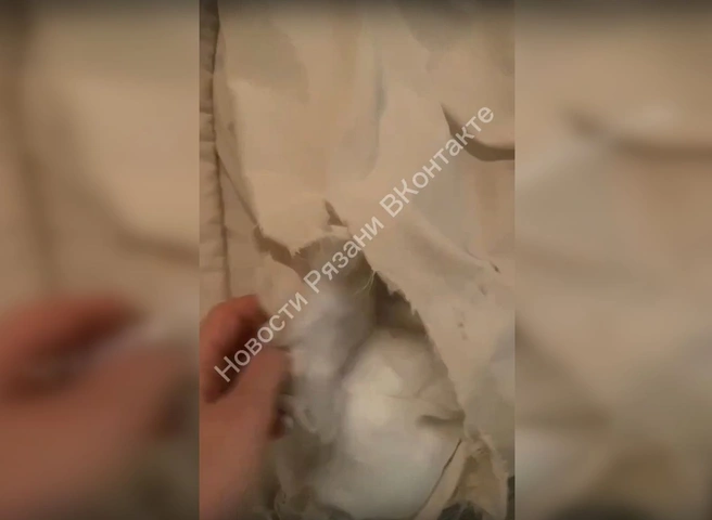 На улице Зубковой собаки едва не загрызли девушку | ya62.ru