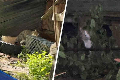 В Архангельске сносят дом с кошками в подвале