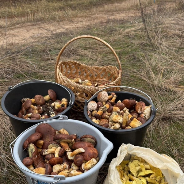 Источник: «Воронежские грибники» / Vk.com