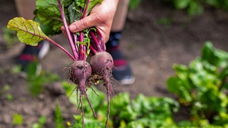 Как часто поливать свеклу летом — советы для дружного урожая