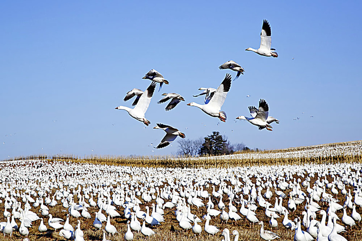 iStock