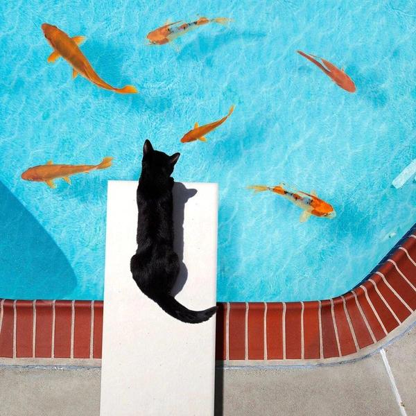 Источник: International Pet Photography Awards