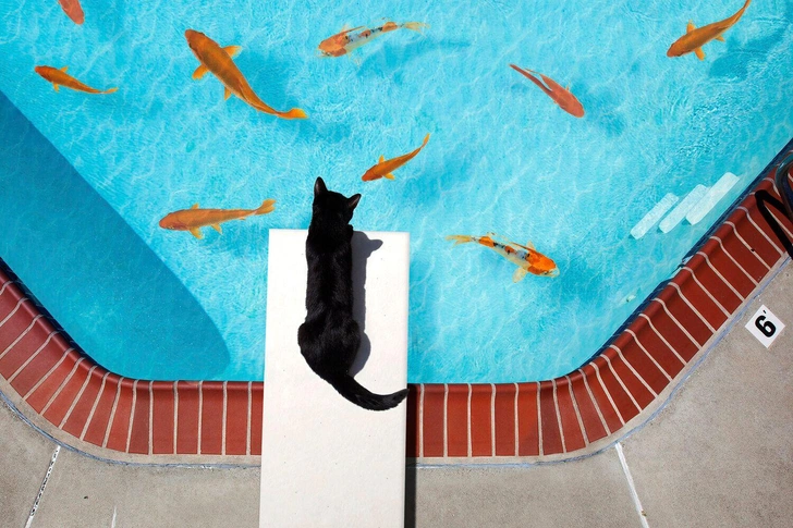 10 самых смешных фото котов за всю историю конкурса Pet Photography Awards | Источник: International Pet Photography Awards