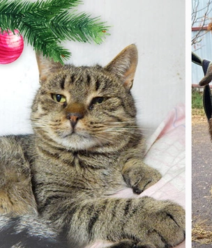 Новогодний Котопёс: кот Кактус и пёс Тиграш