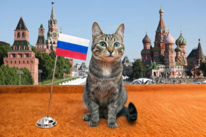 Даже котики готовы пройти тест ко Дню России. А вы? | Источник: Мария Романова / Городские медиа