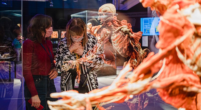 Выставка «BODY WORLDS. Мир тела» примет участие во Всероссийской акции «Ночь музеев»