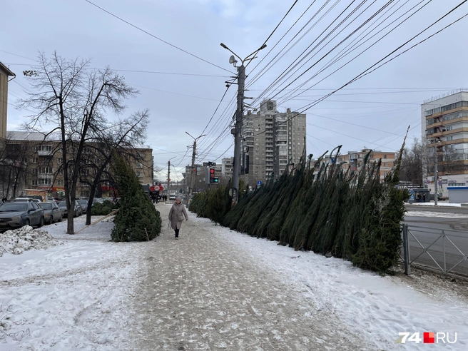 В наличии есть сосны, ели и пихты  | Источник: Михаил Шилкин 