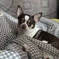 Аватарка Evesva