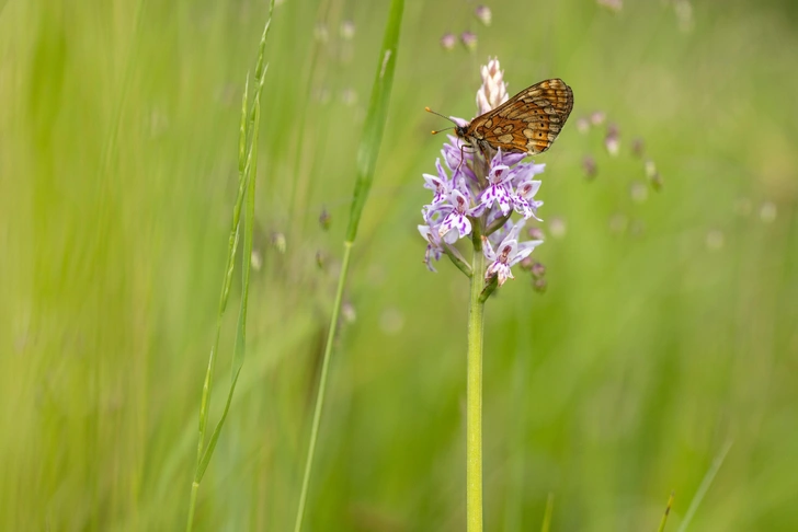 Пальчатокоренник Фукса (Dactylorhiza fuchsii) | Источник: Oliver Smart, via Legion Media