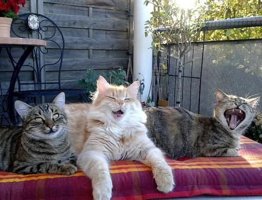 Источник: comedypetphoto_awards / Instagram.com (экстремистская организация, деятельность запрещена на территории РФ)