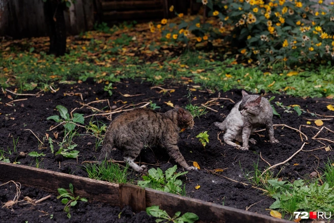 Коты дерутся. В старые времена это была бы единственная проблема здесь  | Источник: Ирина Шарова / 72.RU 