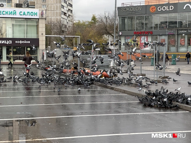 Стая голубей в Москве | Источник: Андрей Кузнецов / MSK1.RU