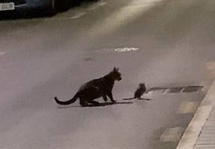 Уличный кот напал на ниндзя-крысу, но не смог одолеть противника (видео)