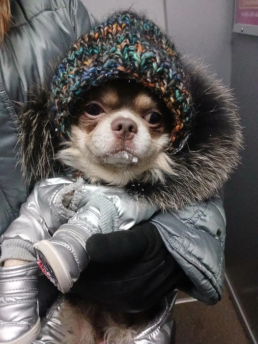 Когда хозяйка заставила идти на улицу в мороз (ну как заставила, ну да, заставила) | Источник: читательница НГС Светлана