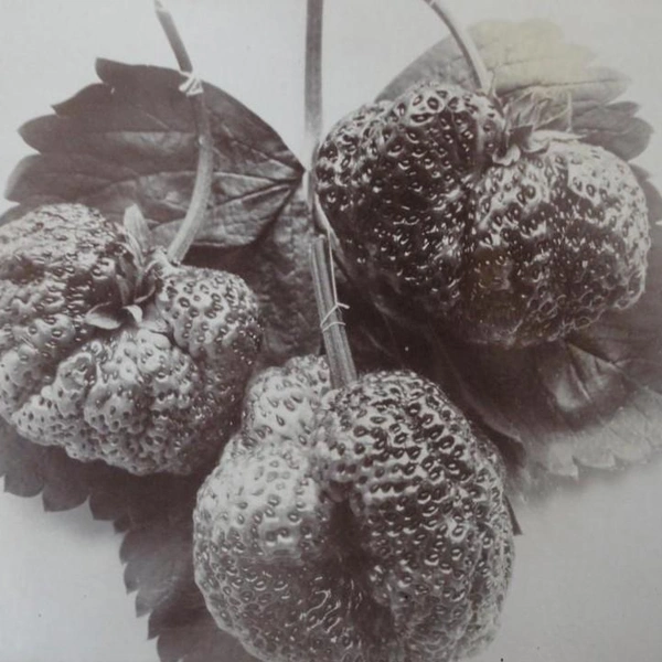 Источник: Толстая С.&nbsp;А.&nbsp;Ветка земляники. Государственный музей-заповедник Л.&nbsp;Н.&nbsp;Толстого