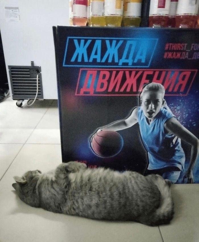 Прикольные  картинки :-) Здравствуйте, уважаемые, Приятного, времени, суток