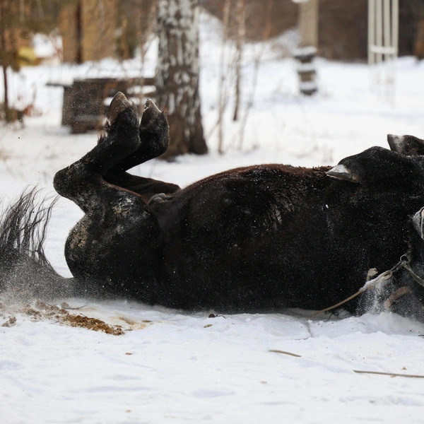 Поваляться в снегу — его любимое дело | Источник: Евгений Софийчук / NGS55.RU