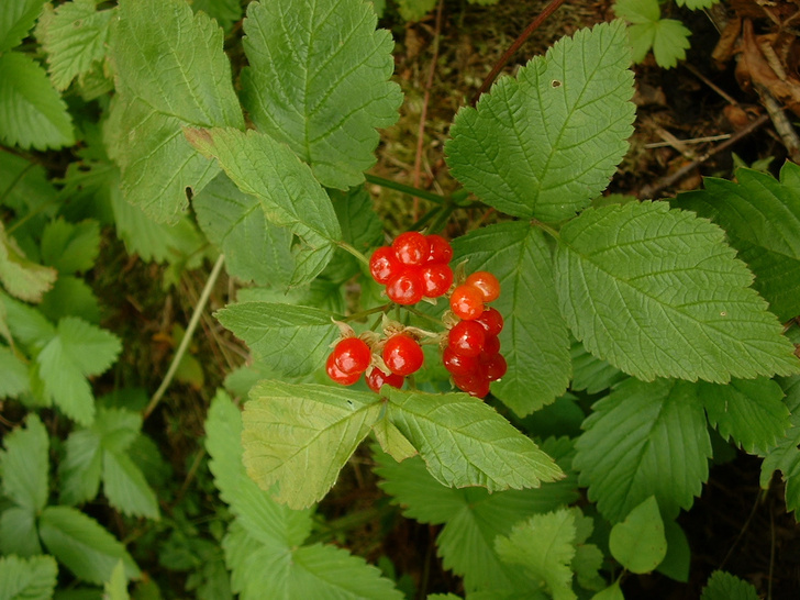 Лесные и болотные самоцветы: северные ягоды во всей красе