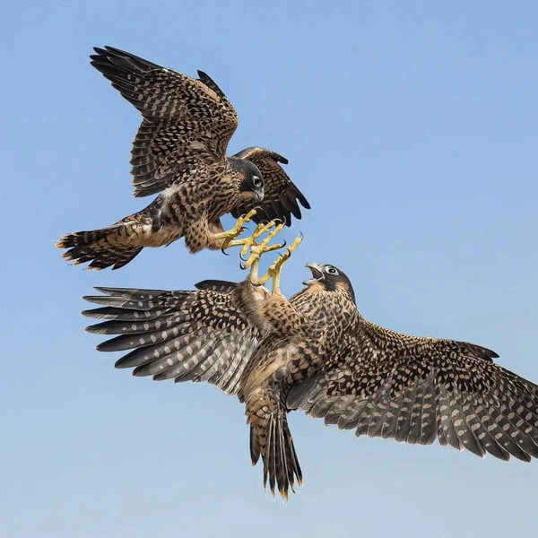 Финалист в номинации «Птицы в полете» | Источник: David Clark / Bird Photographer of the Year 2025