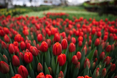 Омич лишился денег при покупке тюльпанов к 8 Марта