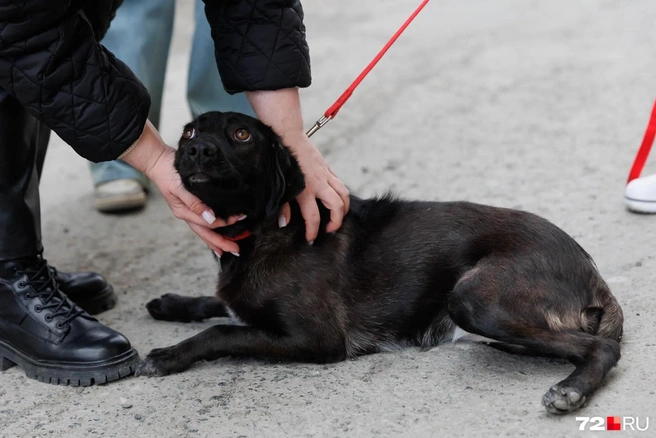 Несмотря на пережитое, Яппи осталась очень активной и любознательной | Источник: Ирина Шарова / 72.RU