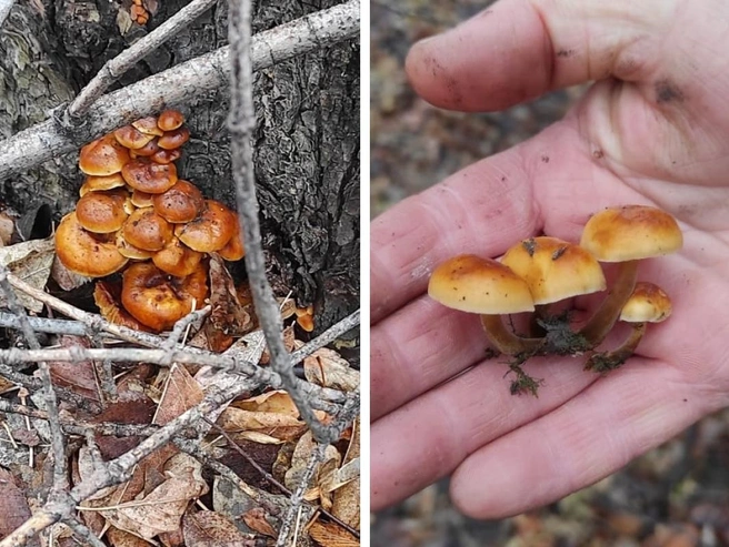 Грибы были найдены 4 ноября | Источник: Юлия Бахтина / Грибные истории / «ВКонтакте»