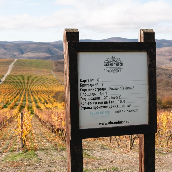 На всех плантациях есть таблички с указанием сорта и года высадки винограда | Источник: Андрей Белавин