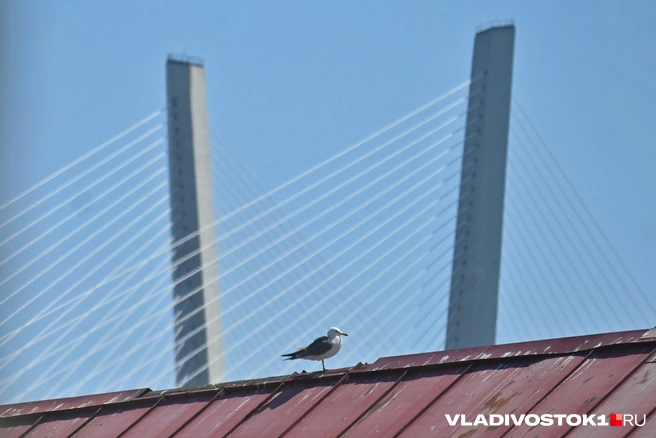 Ближе к воскресенью погода ухудшится | Источник: Елена Буйвол / VLADIVOSTOK1.RU