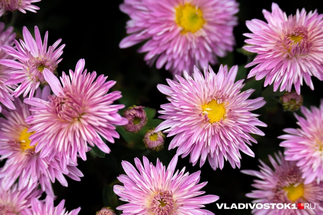 Источник: Елена Буйвол / VLADIVOSTOK1.RU