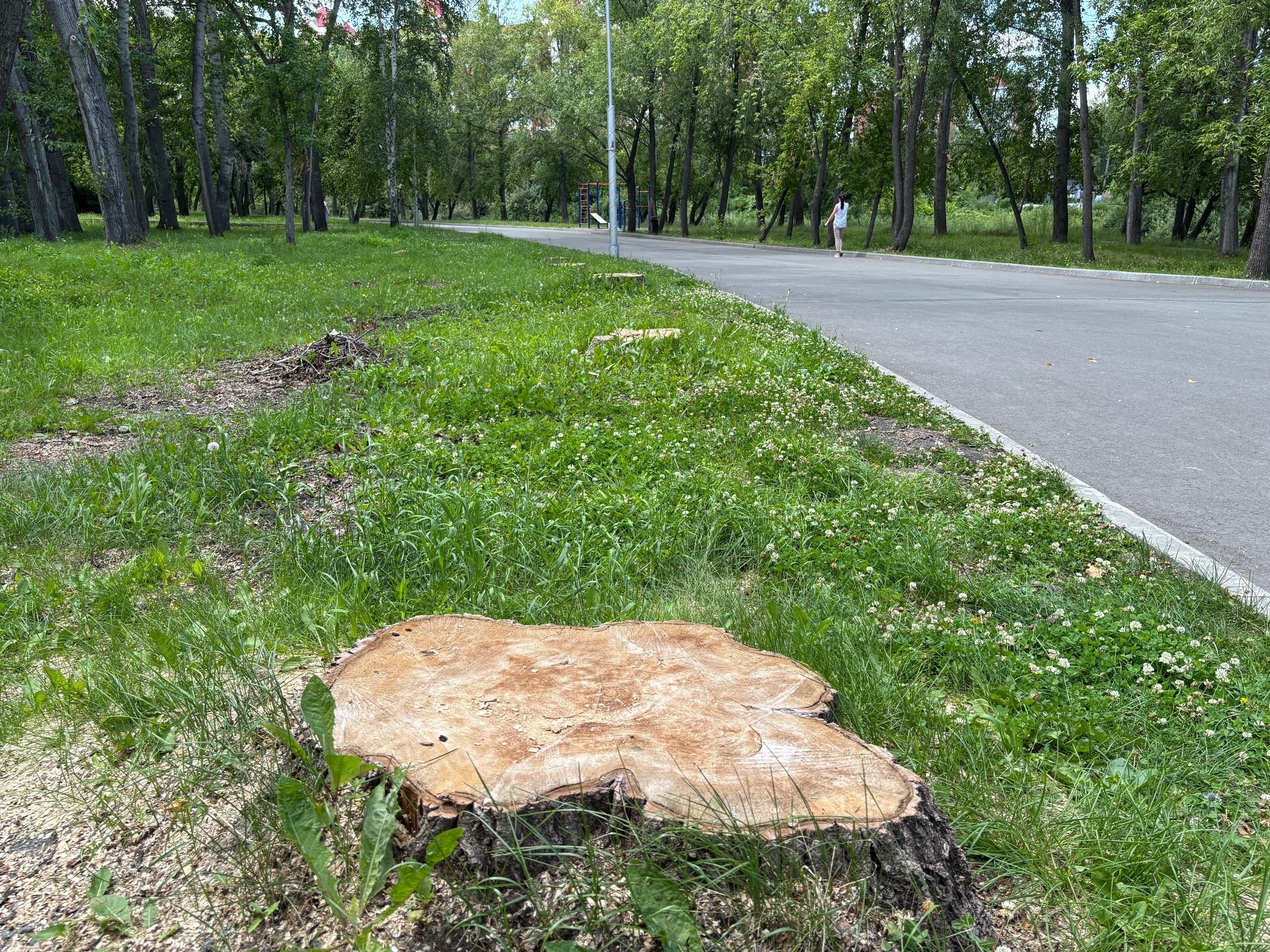 «Прибьёт кого-нибудь, потом нам будут звонить: в курганском ЦПКиО снесли два десятка старых деревьев