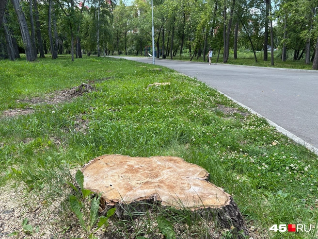 В ЦПКиО сносят деревья вновь прогулочной дорожки | Источник: Кирилл Митин