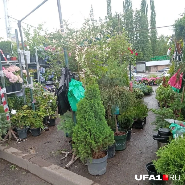 Источник: Марина Каримова / UFA1.RU