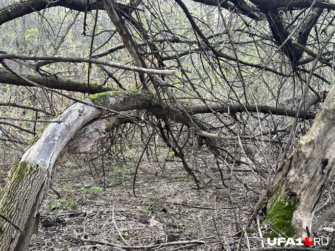 Пройти прямо, вдоль реки, получалось не всегда | Источник: Андрей Бирюков / UFA1.RU
