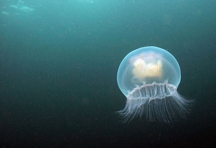 сонник медуза