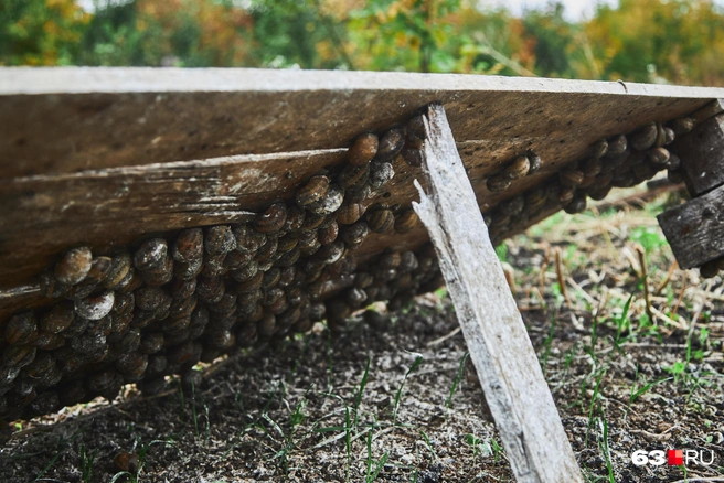 Днем улитка прячется от солнца с обратной стороны деревянного настила | Источник: Роман Данилкин / 63.RU