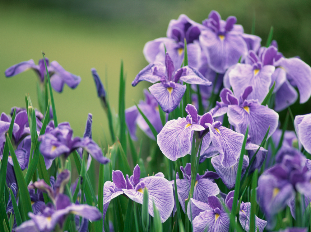 Астрологический прогноз на июнь 2021 по знакам Зодиака | marieclaire.ru