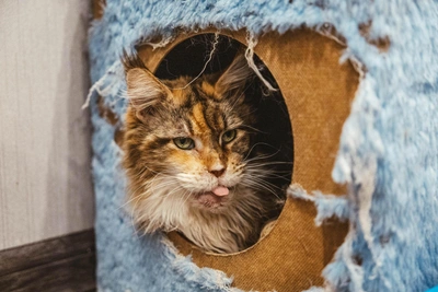 Over 20 Adorable Maine Coon Photos to Cheer You Up