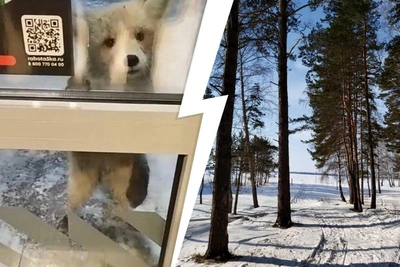 Rabid Fox Prompts Quarantine in Novosibirsk Village