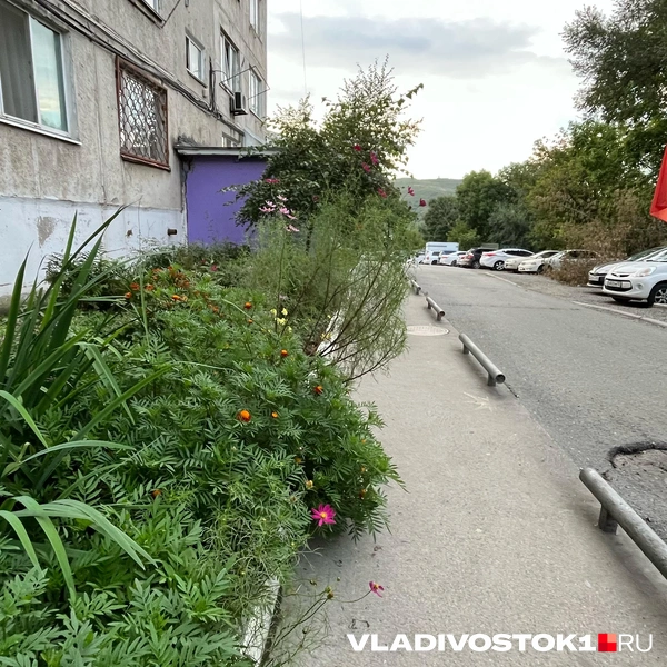 Источник: Елена Буйвол / VLADIVOSTOK1.RU