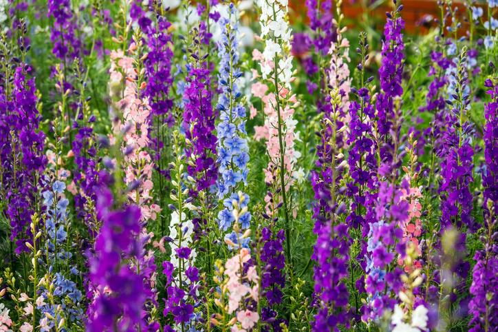 Не упустите момент: 6 цветов для яркого сада, которые еще не поздно посадить в июле