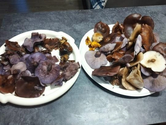 Источник: Ольга Сазонова / Грибы в Подмосковье 2025 / Vk.com