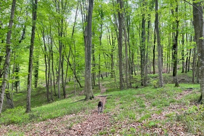 Sochi man fells 85 protected trees blocking his way