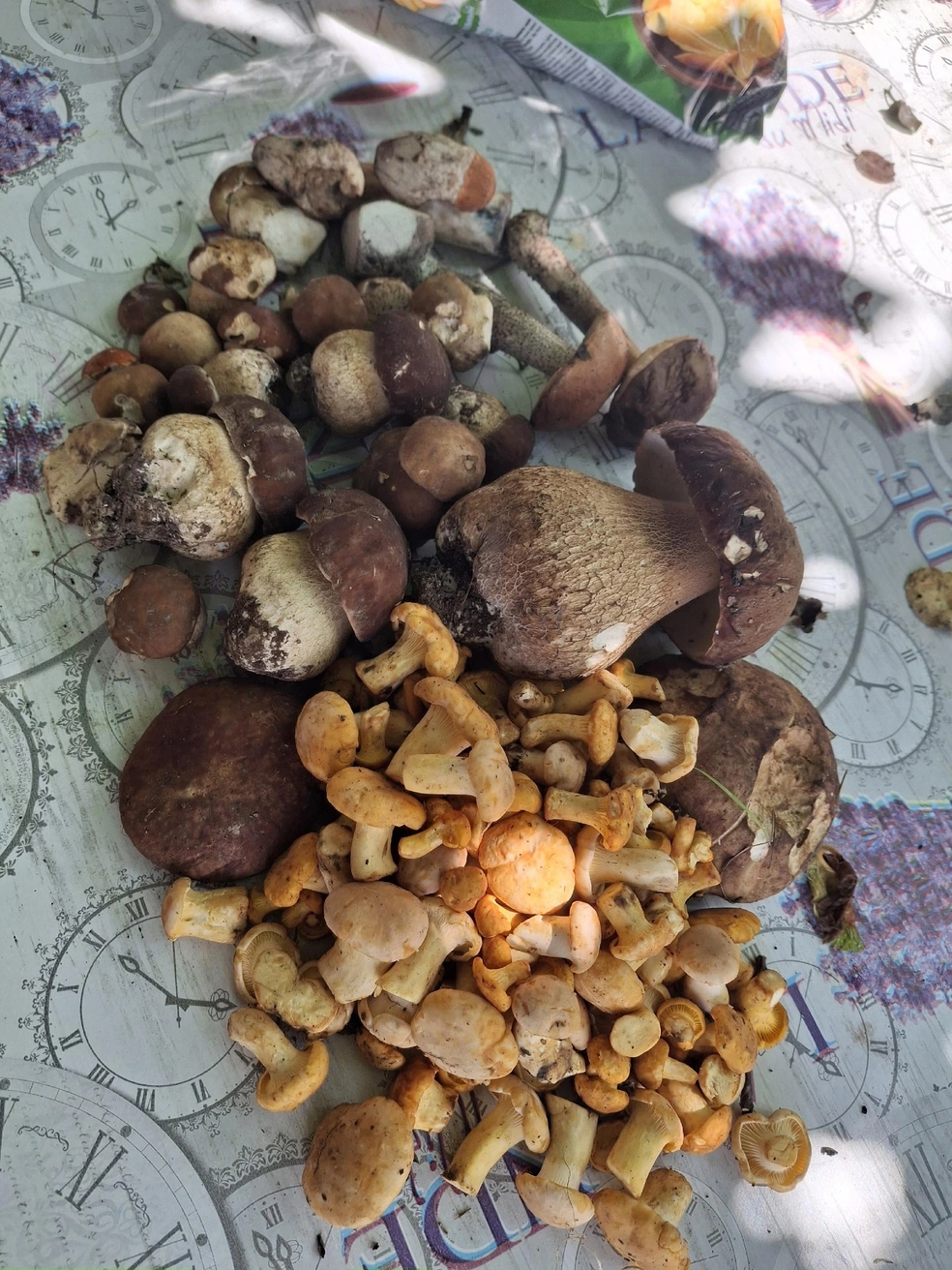 Лесные дары из Ростовского района | Источник: Маргарита Маргарита, Грибы Ярославской области 2025 / Vk.com
