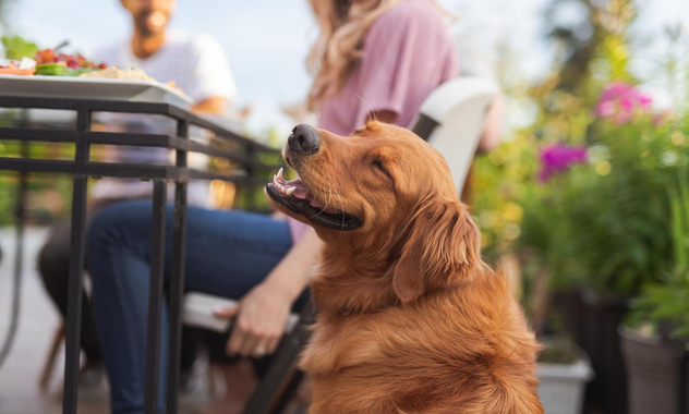 Как порадовать собаку на природе: выбираем безопасные лакомства для пикника