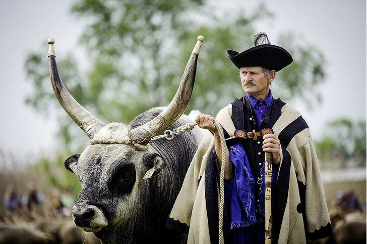 Степь да степь кругом: как вольготно живется венгерским пастухам-гуляшам