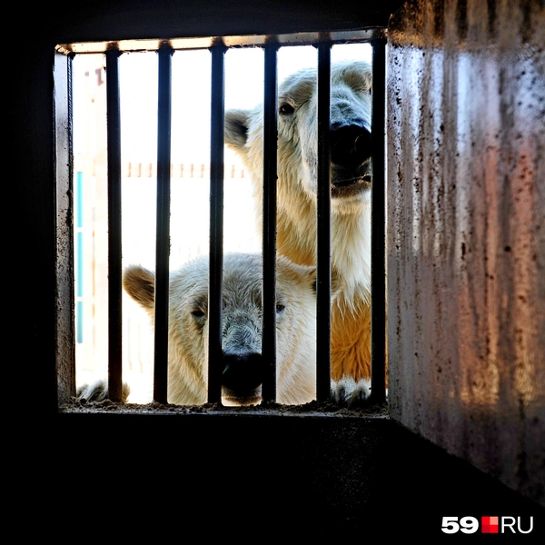 Мила заглядывает внутрь поверх дочки | Источник: Ирина Тропина / 59.RU