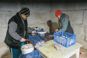 Женщины занимаются сортировкой и чисткой грибов | Источник: Тимофей Калмаков / 59.RU